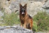 BERGER ALLEMAND 128